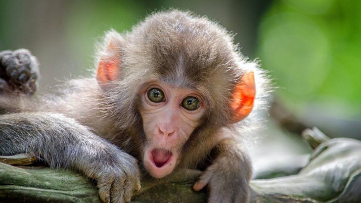 Сети покорила обезьяна, знающая толк в экономии (ВИДЕО)