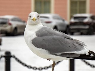 Чайка прилетіла за їжею і була атакована вороною та котом (ВІДЕО)