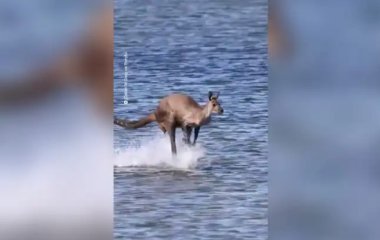 Кенгуру проскакал прямо по воде на другой берег реки: поразительное видео
