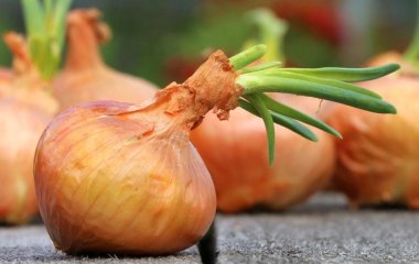 Користь цибулі: дослідження свідчать, що не лише лікує, а й допомагає схуднути