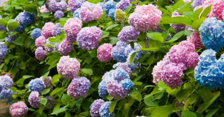 Які рослини не можна обрізати у квітні: 9 видів, що втратять цвітіння