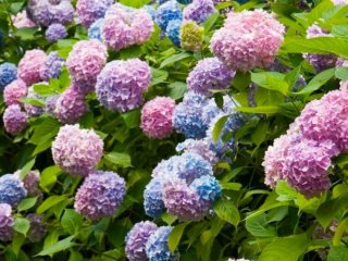 Які рослини не можна обрізати у квітні: 9 видів, що втратять цвітіння