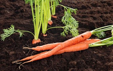 Посів моркви, проріджування, догляд за культурою: усі секрети вирощування гарного врожаю