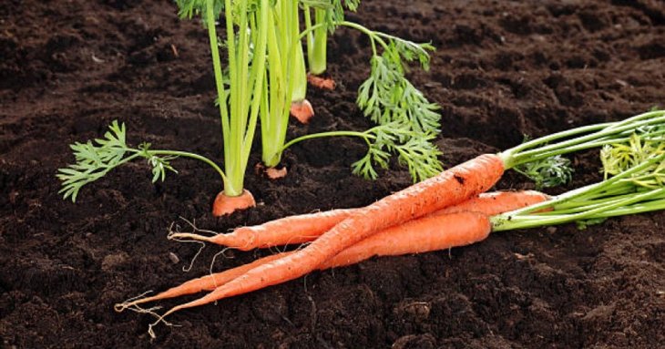 Посів моркви, проріджування, догляд за культурою: усі секрети вирощування гарного врожаю