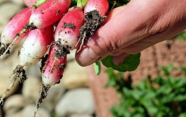 Січень 2026 року: розсипте цей секретний продукт по городу — і літом на вас чекає рекордний врожай