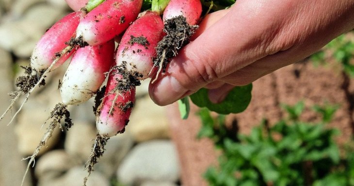 Січень 2026 року: розсипте цей секретний продукт по городу — і літом на вас чекає рекордний врожай