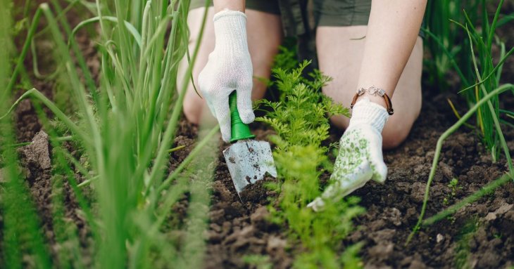 Посадіть це у серпні — і зберете щедрий урожай вже у вересні: 5 культур, які ще не пізно посіяти