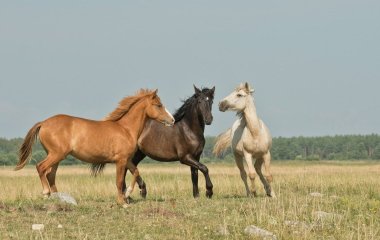 Чому коні вкриваються мильною піною під час потіння: наукове пояснення, яке вас здивує