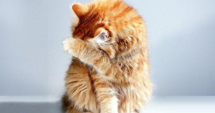 Чому коти завжди приземляються на лапи: вчені пояснили загадку, яка дивувала століттями