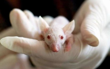 Ученые нашли причину опасного заболевания печени