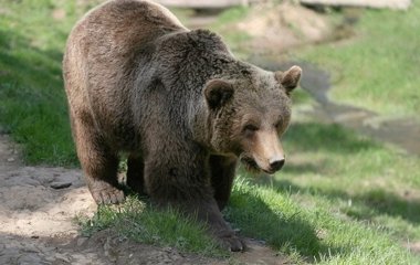 Встреча велосипедиста с медведем в лесу попала на видео