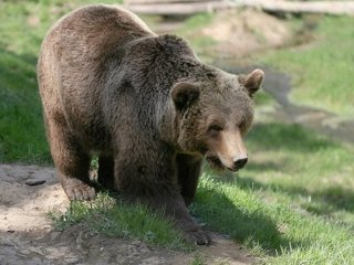 Встреча велосипедиста с медведем в лесу попала на видео