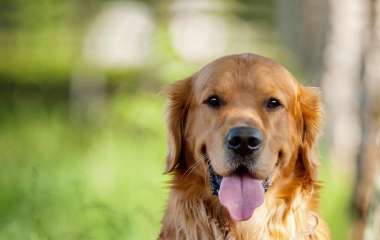 Алергія у собак: причини та лікування