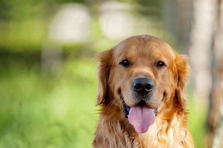 Алергія у собак: причини та лікування
