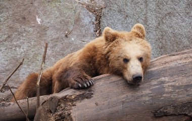 В США медведь-ненажера залез в авто и пообедал куриными котлетами