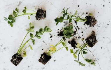 Как правильно выращивать зелень: полезные советы от опытных садоводов