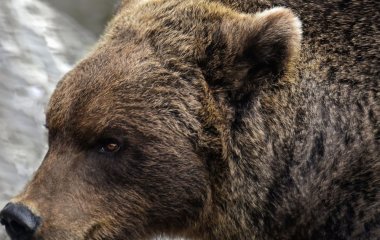 Голіруч проти ведмедя: як чоловік рятував собаку від хижака (фото)