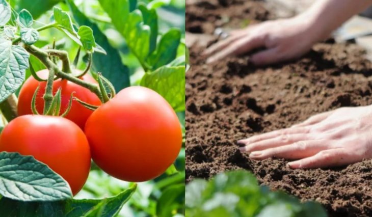 Що класти в лунку під час посадки томатів, щоб отримати відмінний урожай