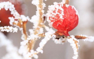 Затишний та яскравий зимовий сад: 5 кущів, які краще обрати