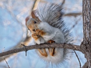 Пользователей рассмешило «нападение» белки на супермаркет (ВИДЕО)