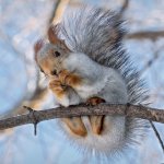 Пользователей рассмешило «нападение» белки на супермаркет (ВИДЕО)