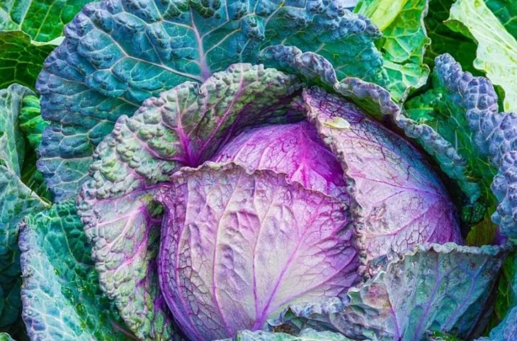 Можна і без молока: ТОП-5 продуктів, багатих на кальцій