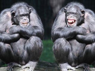 Шимпанзе вигадали креативний спосіб втекти із зоопарку (ФОТО)