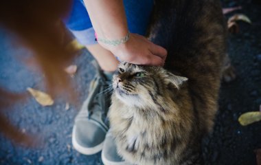Девушка погладила соседского кота и получила нагоняй от домашних любимцев (ВИДЕО)