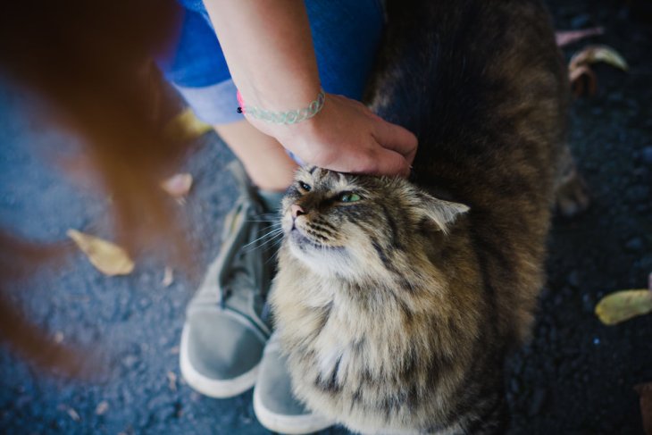 Девушка погладила соседского кота и получила нагоняй от домашних любимцев (ВИДЕО)