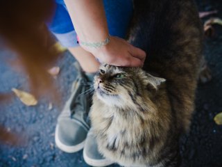 Девушка погладила соседского кота и получила нагоняй от домашних любимцев (ВИДЕО)