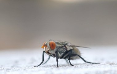 У Китаї розкрили вбивство за допомогою мух: як слідчий визначив винуватця