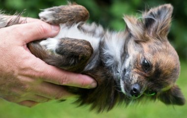 Одна помилка на прогулянці може коштувати собаці життя: про що попередили ветеринари