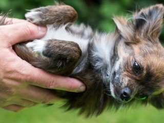 Одна помилка на прогулянці може коштувати собаці життя: про що попередили ветеринари