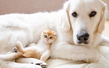 Собака и кот стали родителями для маленьких бабуинов (ВИДЕО)