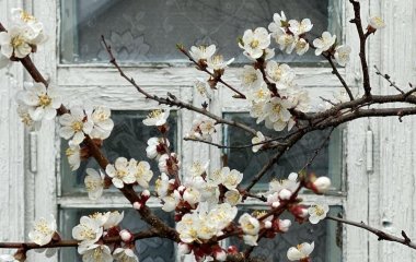 День ангела 11 квітня: кого та як вітати з іменинами