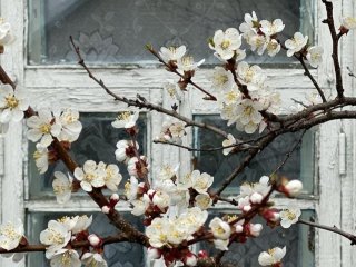 День ангела 11 квітня: кого та як вітати з іменинами