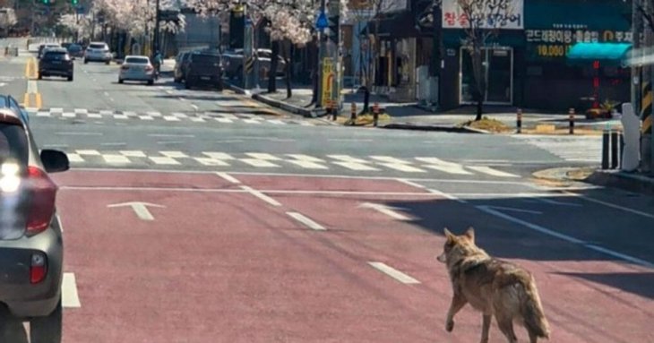Чоловіку загрожує в’язниця за фейкове фото вовка, створене ШІ