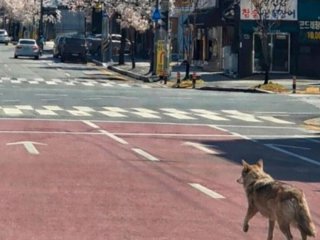 Чоловіку загрожує в’язниця за фейкове фото вовка, створене ШІ