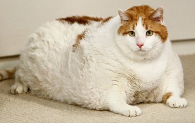 Мережі насмішила товста кішка, яка не бажає займатися спортом