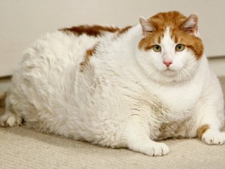 Сети насмешила толстая кошка, не желающая заниматься спортом (ВИДЕО)