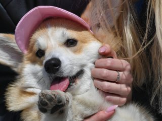 Собака научилась стоять на коньках и играть в хоккей (ВИДЕО)