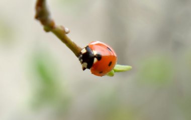 Вчені відкрили новий вид легендарної комахи: який вигляд вона має (фото)