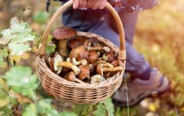 Перша допомога при отруєнні грибами: Дві помилки, які можуть коштувати життя
