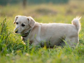Разочарование года: реакция собаки, не оценившей вкус лимона (ВИДЕО)