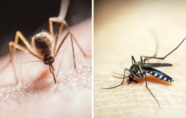 Названы 5 самых эффективных народных средств, которые помогут отпугнуть комаров