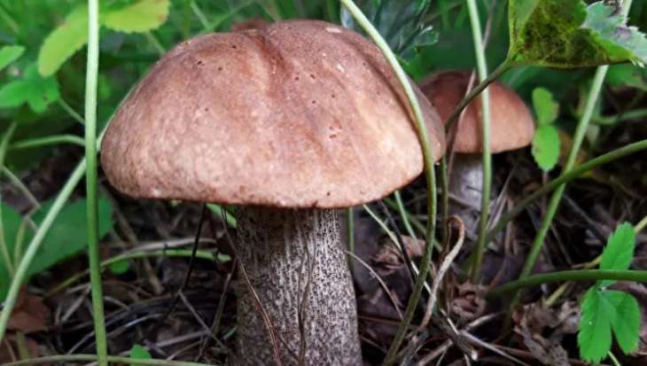 Диетологи советуют есть грибы не чаще двух раз в неделю