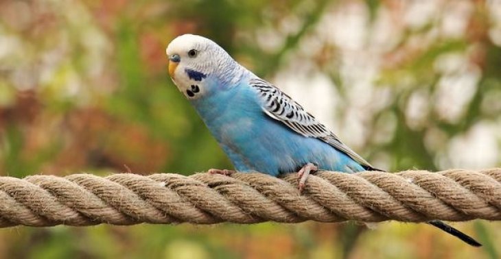 Попугай в Новой Зеландии невольно стал видеоблогером, украв камеру