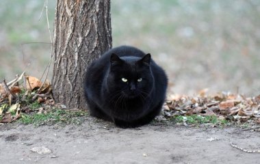 Чому треба оминати чорного кота і яка небезпека від розсипаної солі: культові українські забобони