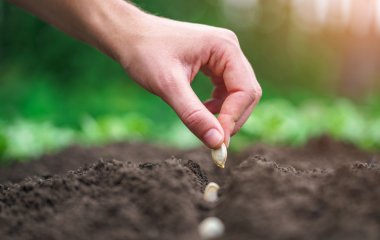 Місячний посівний календар на березень 2025 року: прийшла пора зайнятися городом