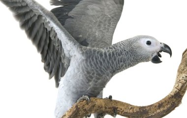 Папуга, який зник на чотири роки, повернувся додому і заговорив іспанською